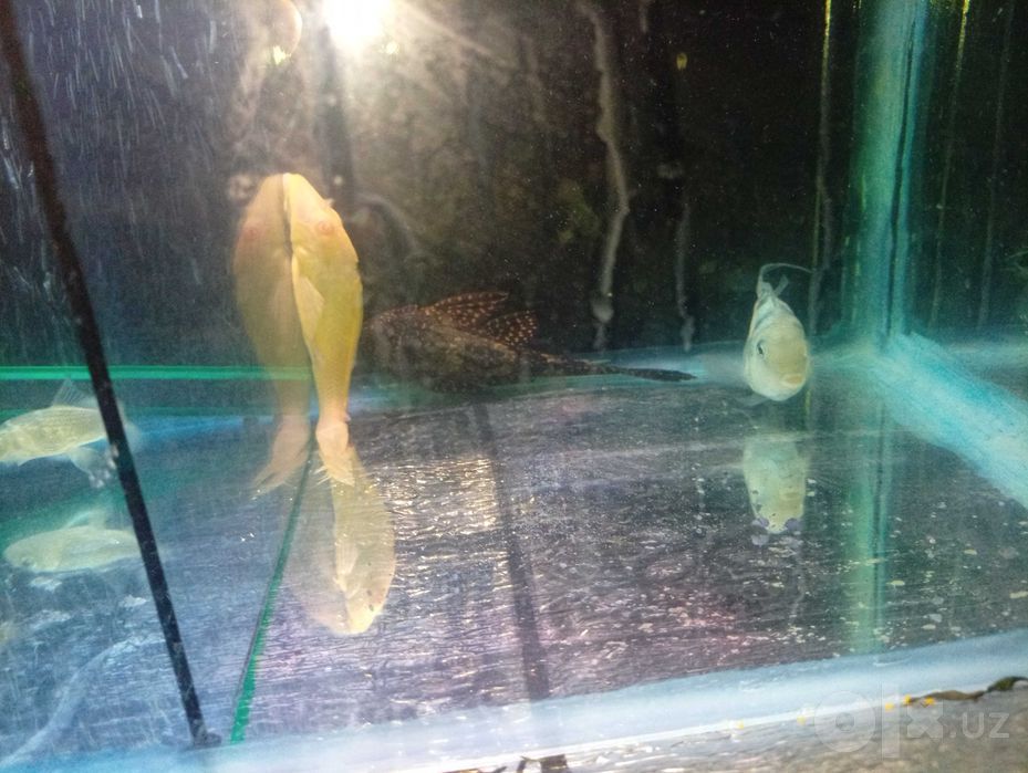 Akvarium baliqlari