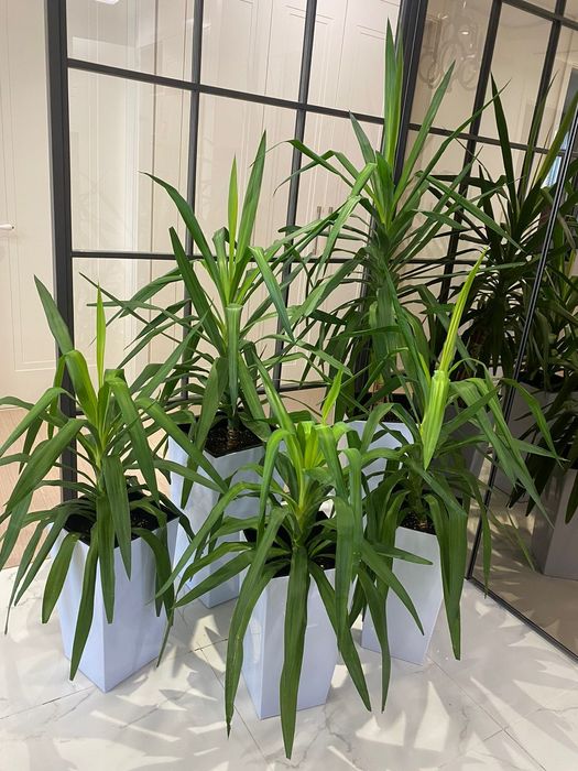 Комнатные растения для офиса и дома