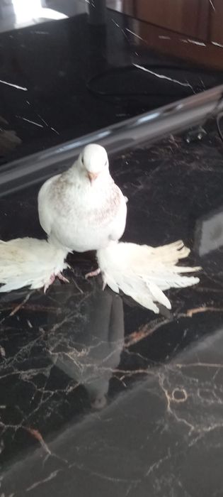 Голуби широкохвостые 6000