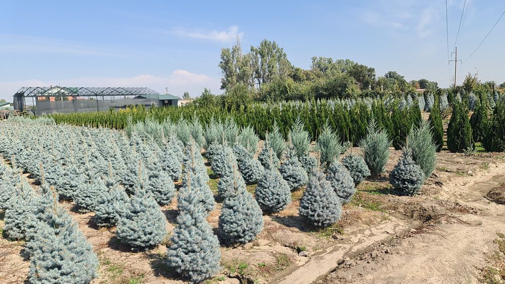 Елка,ели зелёные,сизые и голубые