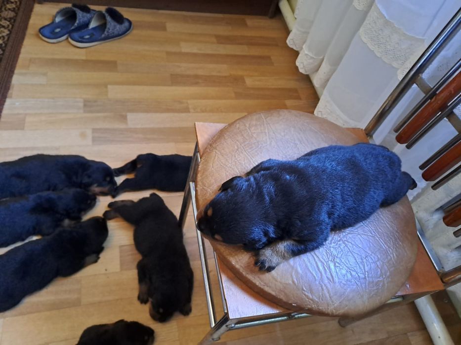 продаю щенка ротвейлео