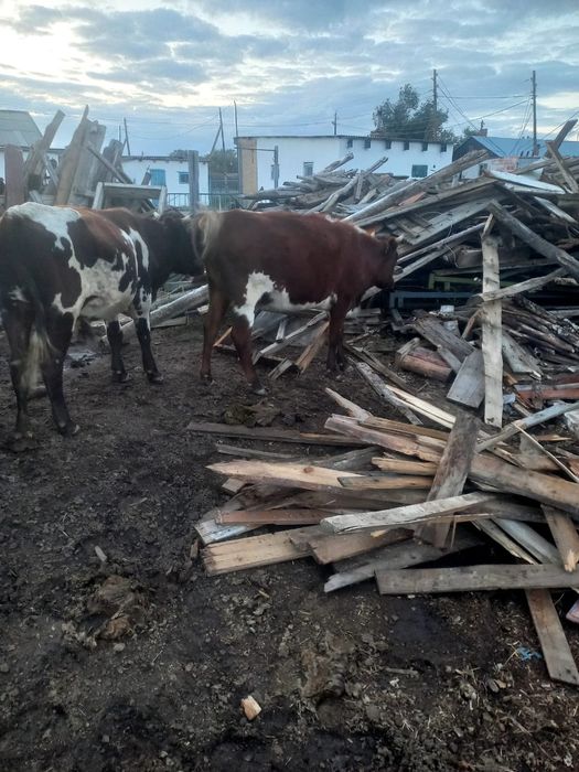 Мал сатылады шет ауданы