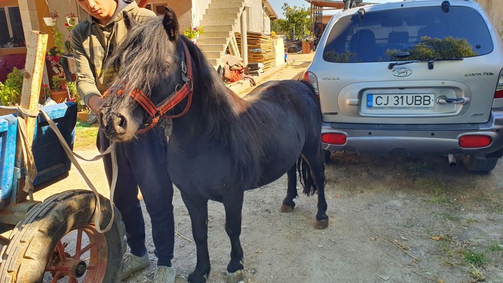 Ponei de vânzare