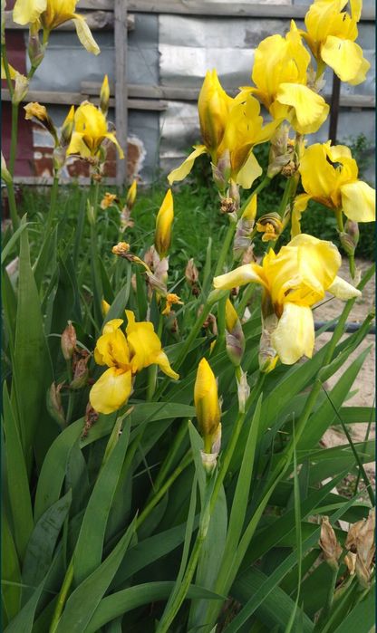 Цветы Ирисы многолетние