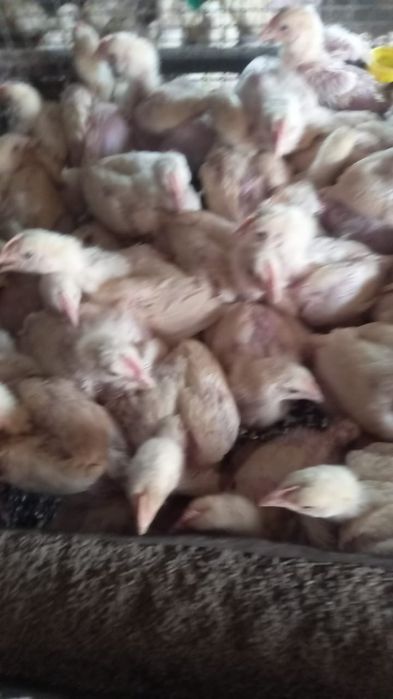 Продам цыплят бройлера