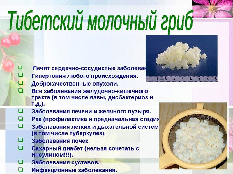 Продам Тибетский молочный гриб