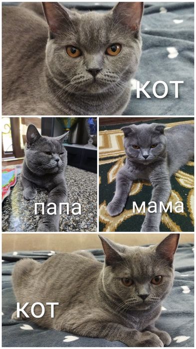 Срочно в хорошие руки кот кошка шотландская скоттиш страйт
