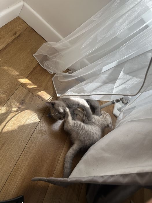 Котята британские