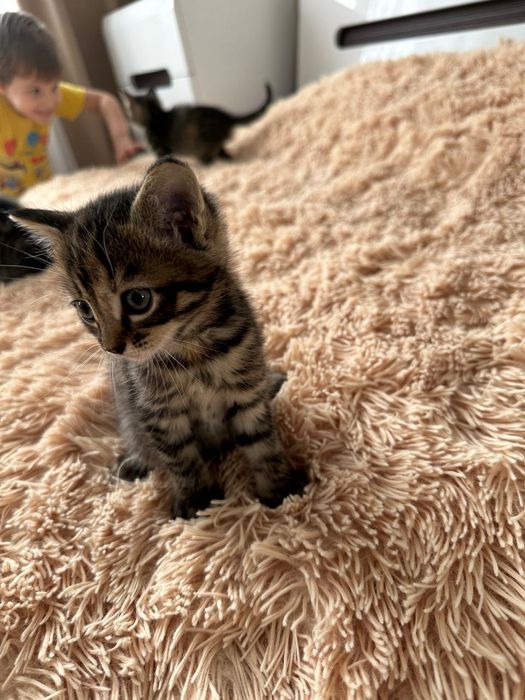 Отдам котят в добрые руки