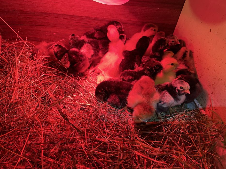 Vand pui de gaina rasa wyandotte argintiu si oua pt incubat!!! Am si oua verzi de ameraucana de incubat!