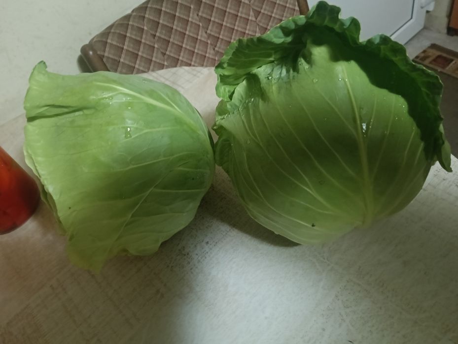 Vând varză pentru murat