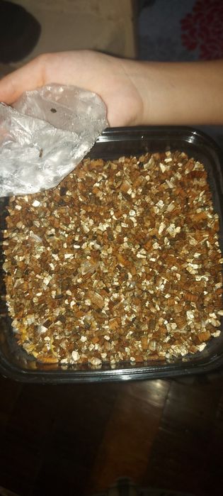 Продаётся малыш попугай