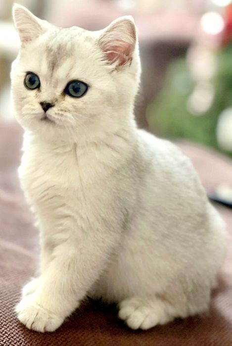 Британские котята