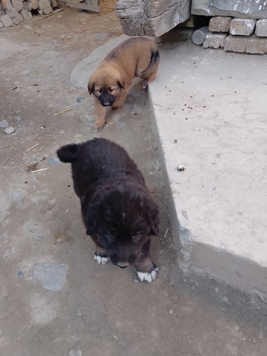 Alabay zottor it bolasi koʻrinishi zoʻr bir yarim oylik