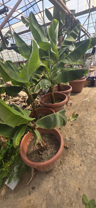 Banan koʻchati xaqiqiy