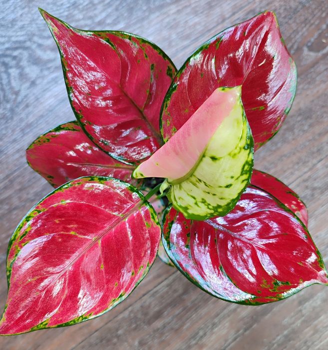 Тайские Аглаонемы