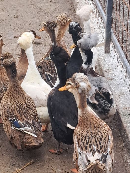 Vând ouă de Rată moțată