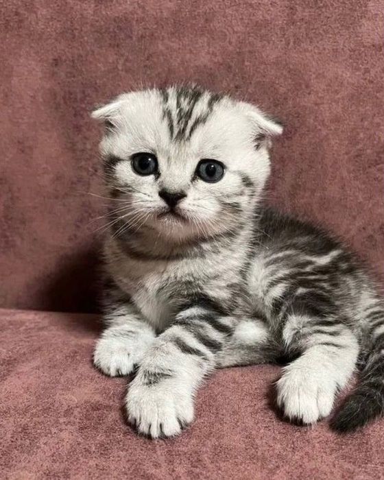 Продам шотландских котят