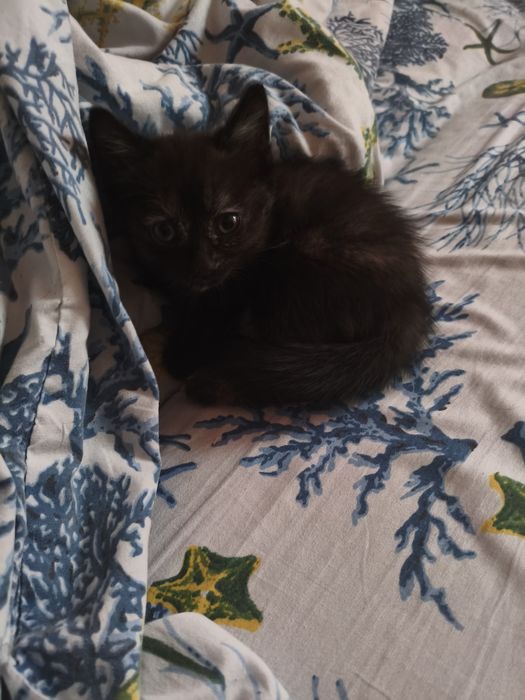 Отдам котят в добрые руки