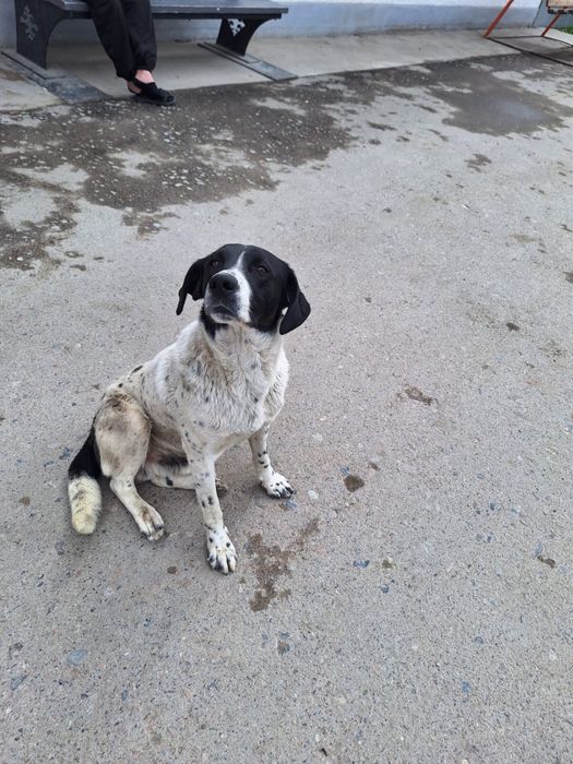 Собака.Мальчик. Бесплатно