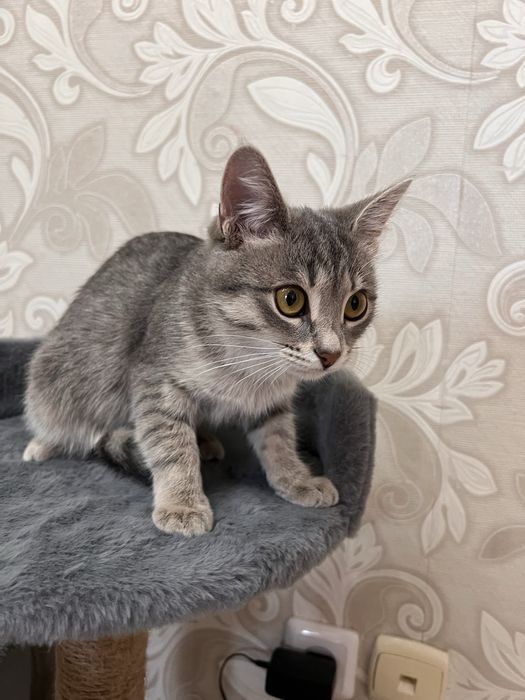 Отдам котенка даром