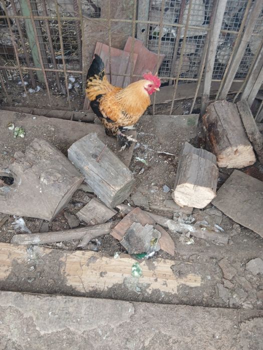 Cocoși pitici disponibili