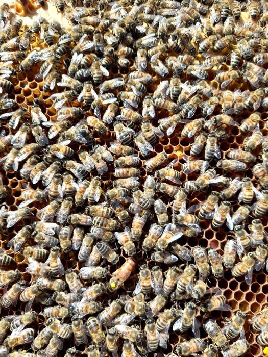 Vand miere poliflora