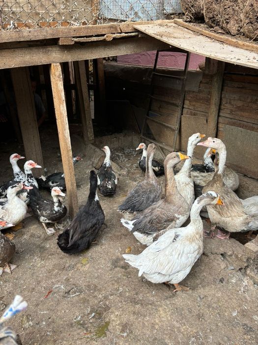 Гуси и индоутки жирные