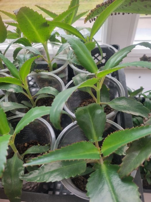 Каланхоэ Дегремона