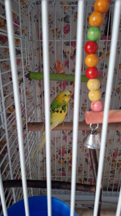 Волнистый попугай и корелла