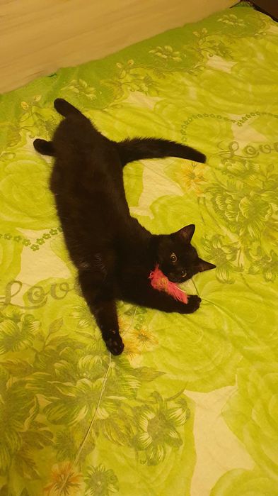 Черна котка на 6 мес. търси дом