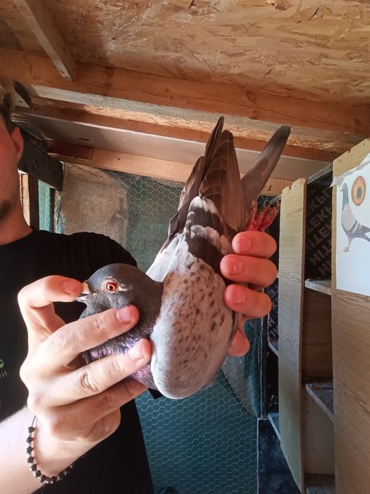 Porumbei de vânzare