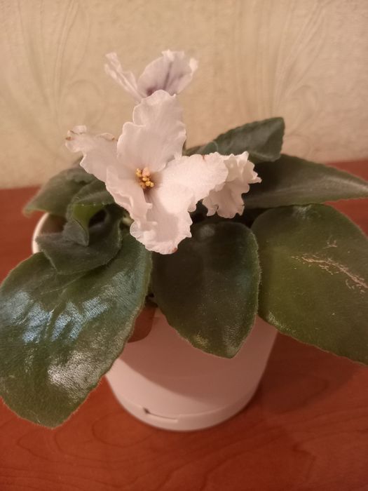 Продам фиалку . .