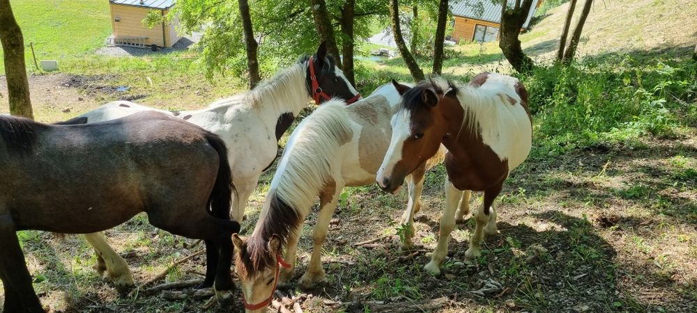 Cai de un an de vanzare
