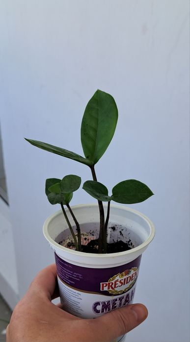 Продам Долларовый/Замиокулькас