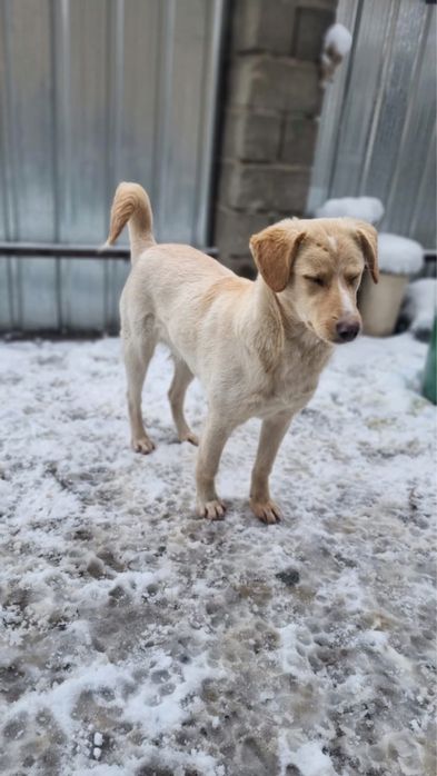 Собака в добрые руки