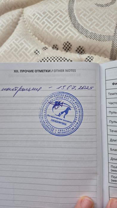 Кот пушистый Ромео