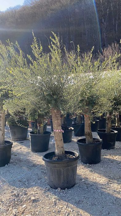 Echipă Profesională pentru Amenajări Grădini – Livrare și Montaj