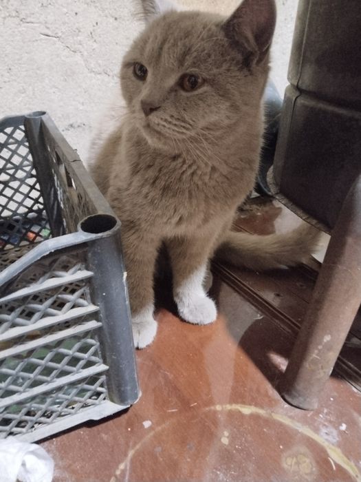 Mushuk sotiladi tezkorlik bilan zoti beritish mix