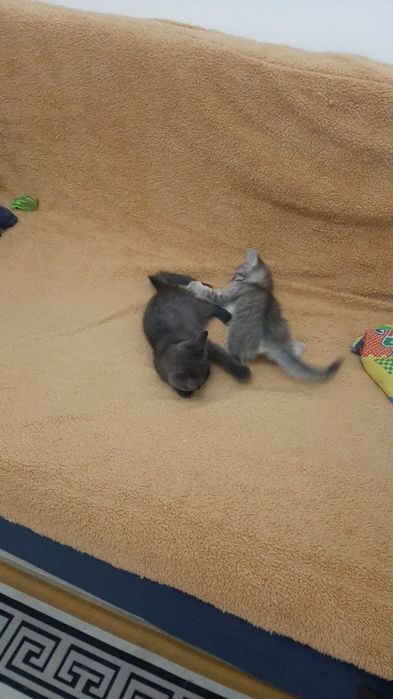 Отдам котят в добрые руки