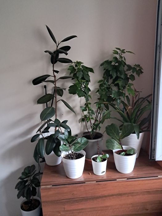 Распродажа комнатных цветов