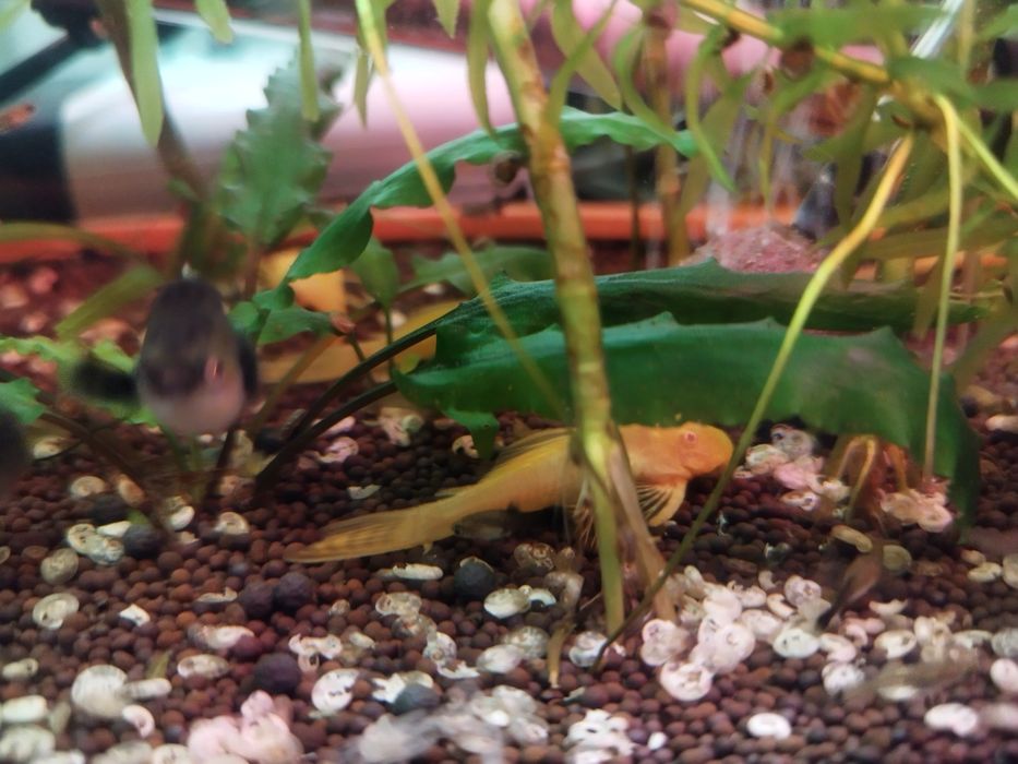 Анцитрус залотистый