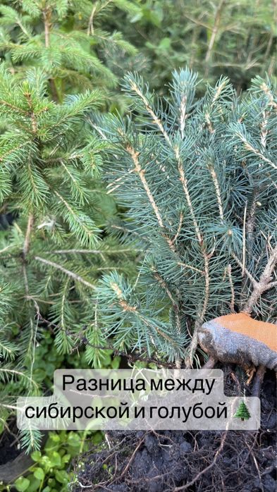 Ель голубая глаука