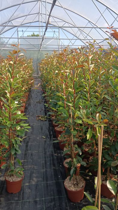 Photinia Red Robin, gard viu