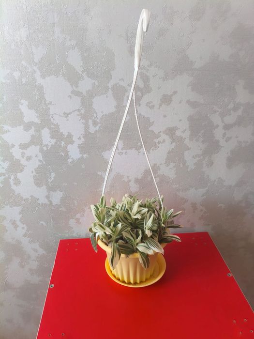 Продам Традесканцию