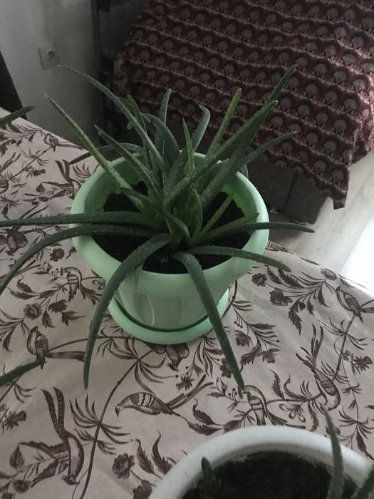 Лечебное растение. Алоэ