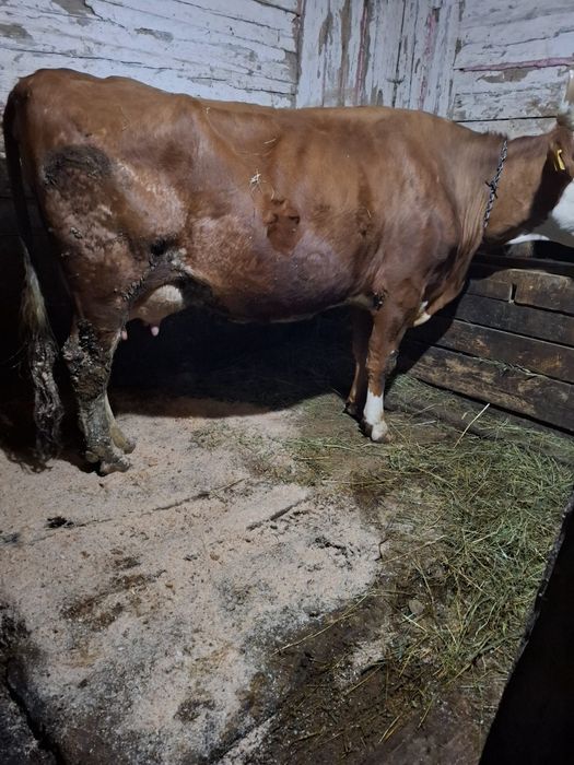 De vânzare vacă bălțată