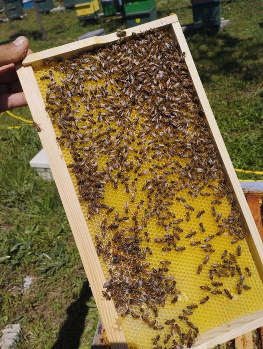 Пчелни отводки 2026