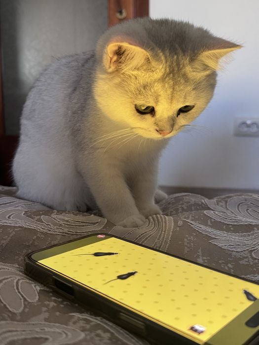 Motănel British Chinchilla Silver Shorthair alb