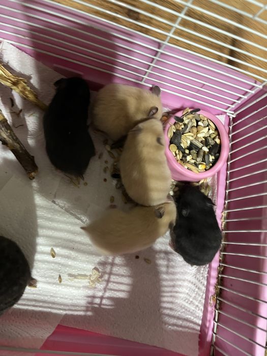 Продам хомичков за 2000 срочно